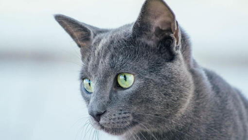 Il gatto blu russo sta guardando qualcuno