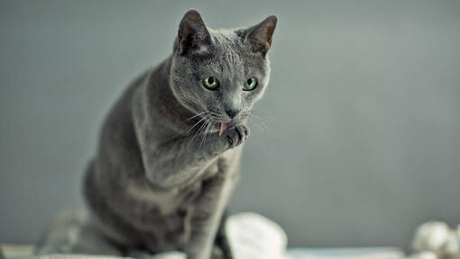 Il gatto blu russo sta lavando le zampe