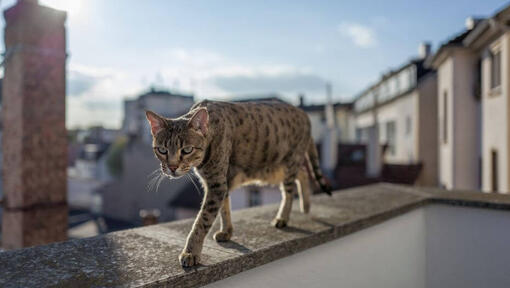 Savannah Cat sta camminando sul balcone