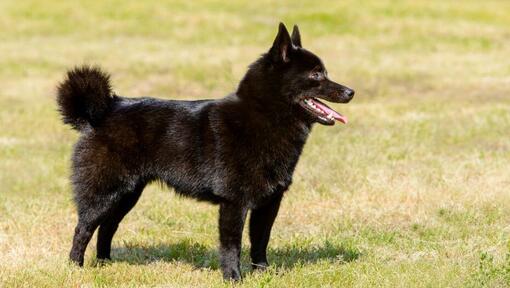 razza schipperke