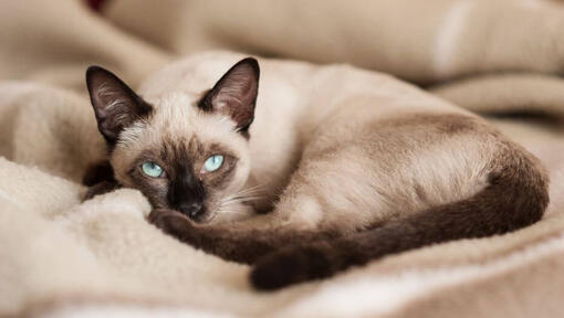 Il gatto siamese è sdraiato su una coperta