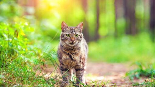 Il gatto della foresta siberiana sta camminando nel legno