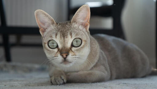 Il gatto di Singapura è sdraiato su un tappeto