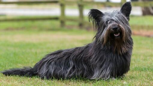 razza Skye Terrier