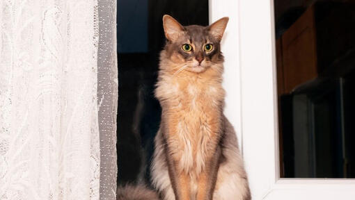 Il gatto somalo è in piedi vicino alla finestra