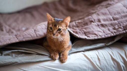 Il gatto somalo è sdraiato sotto una coperta
