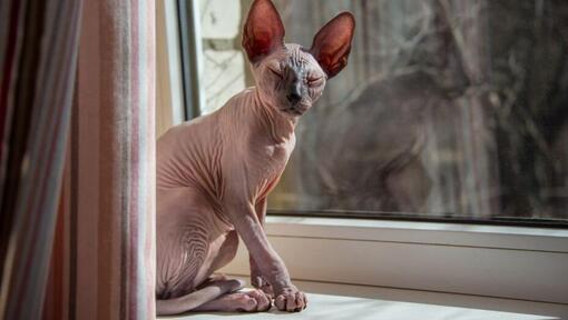 Sphynx Cat è in piedi su un davanzale