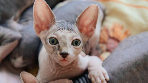 I gatti Sphynx stanno facendo un pisolino sul divano