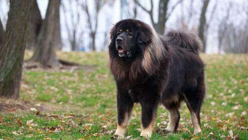 Mastino tibetano scuro nella foresta