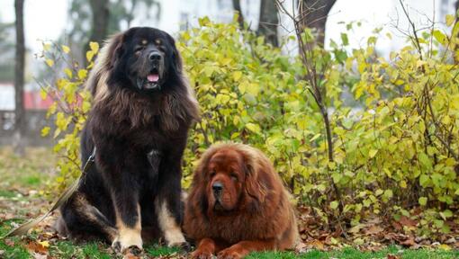 Mastini tibetani marroni e neri nel parco