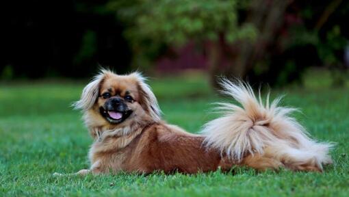 Tibetano Spaniel sdraiato sull'erba