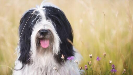 Tibetan Terrier che gioca nel campo