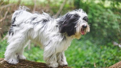 Tibetan Terrier che gioca nella foresta