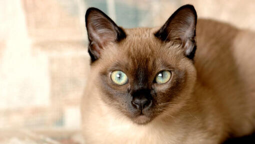 Il gatto Tonkinese si sta preparando per il salto