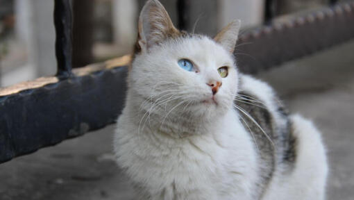 Il furgone turco è seduto sul balcone