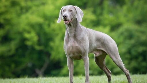 Weimaraner nella foresta