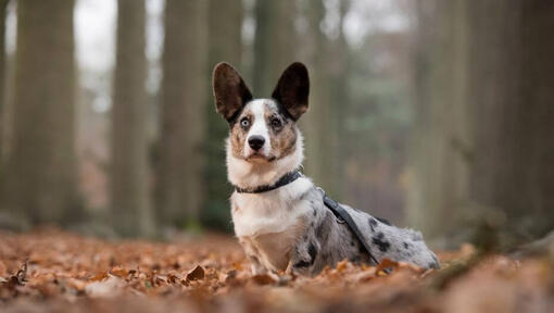 Welsh Corgi in piedi nella foresta