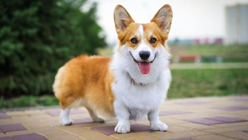 Welsh Corgi in piedi e guardando avanti