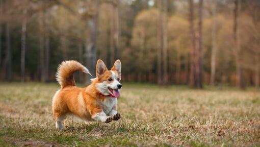 Gallese corgi che corre nel legno