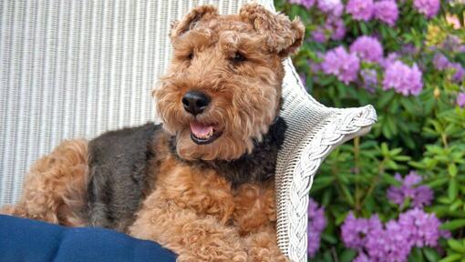 Welsh Terrier che posa sulla sedia
