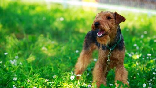 Terrier gallese in piedi sul campo con erba verde