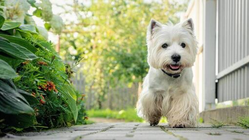 West Highland White Terrier che cammina nel cortile