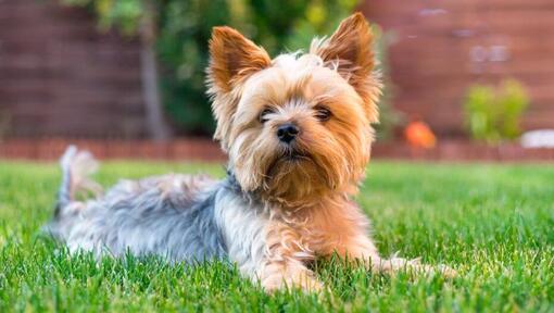 Yorkshire Terrier sdraiato sull'erba