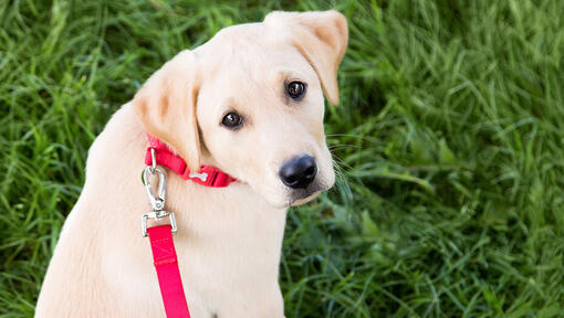 cane fuori su piombo