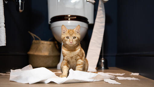 Gattino seduto davanti alla toilette