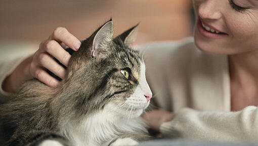 donna accarezza gatto
