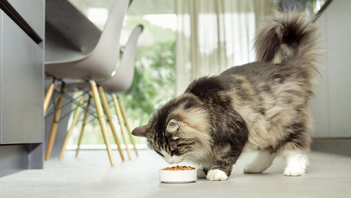 Gatto che mangia da una ciotola