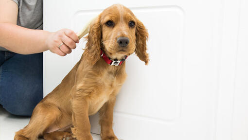 Cucciolo di essere spazzolato prima di un bagno