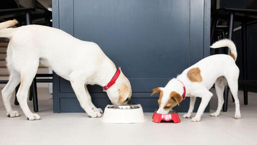 Cani che mangiano dalle ciotole