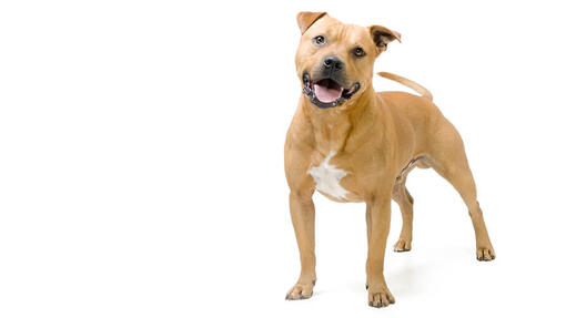 Staffordshire Bull Terrier Desktop