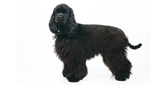 Cocker Spaniel americano