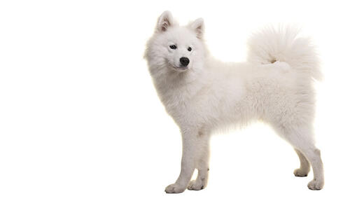 Samoyed Desktop