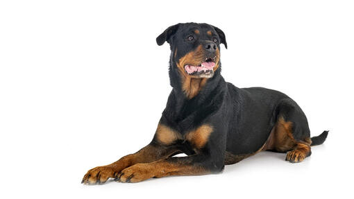 Rottweiler Desktop