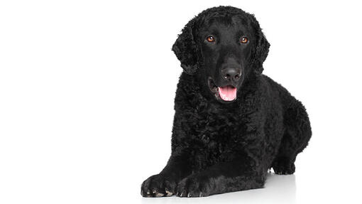 Curly-Coated Retriever