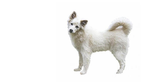 Canadian Eskimo Dog