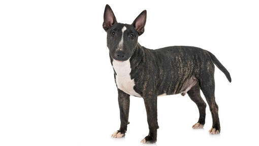 Bull Terrier (Nano)