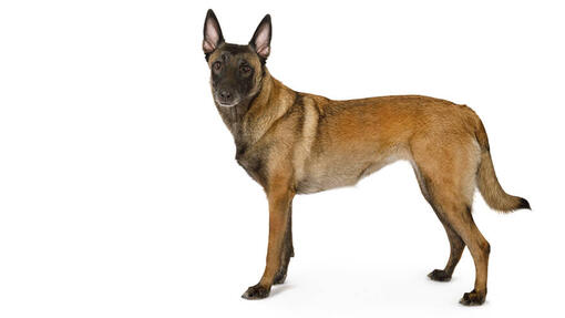 Cane da pastore belga (Malinois)
