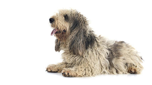 Grand Basset Griffon Vendeen