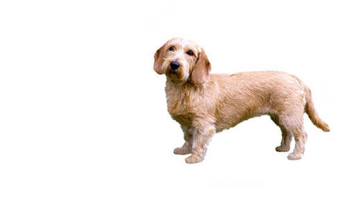Basset Fauve De Bretagne