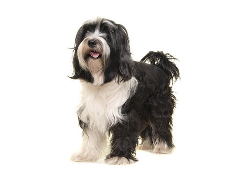 Tibetan Terrier