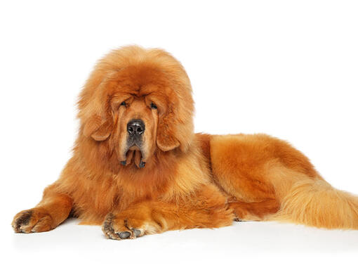 Tibetan Mastiff