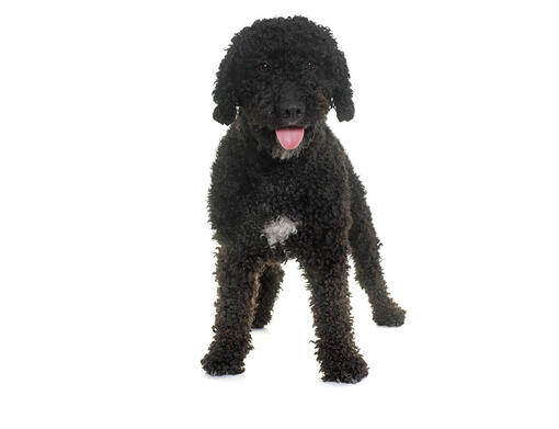 Cane d'acqua spagnolo