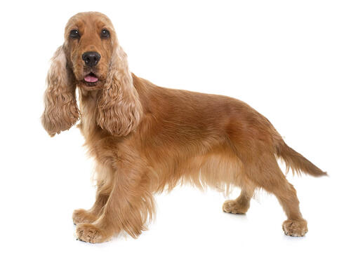 Cocker Spaniel: Carattere, Razza, Salute e Alimentazione