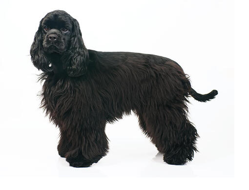 Cocker Spaniel americano