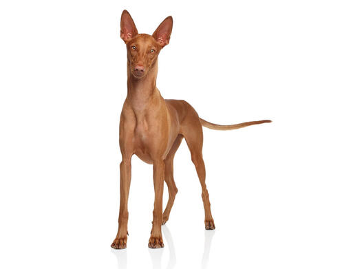 Cane dei faraoni (Pharaoh Hound)