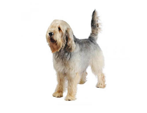 Otterhound